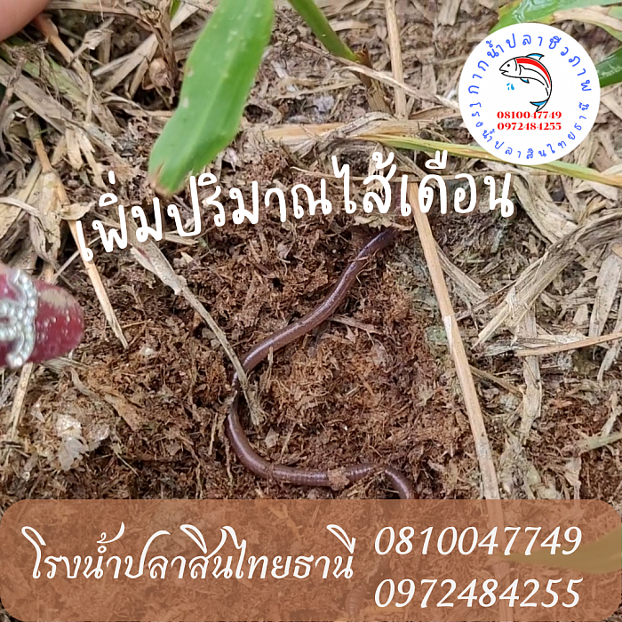 เพิ่มปริมาณไส้เดือน