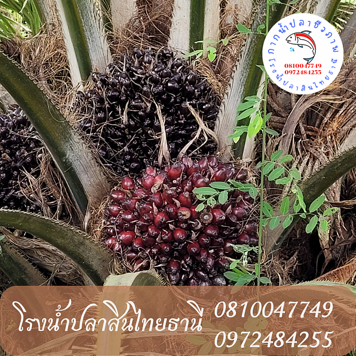 ช่วยบำรุงผลผลิต