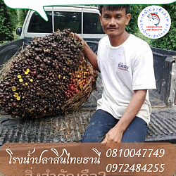 เพิ่มขนาดของผลผลิต
