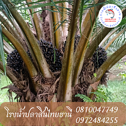 บำรุงต้นไม่โทรม ใบเขียว
