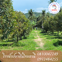 บำรุงใบเขียว และโรคบางชนิด