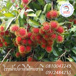 เพิ่มรสชาติในผลไม้