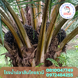 ความสมบูรณ์ของลำต้น