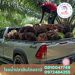 ผลผลิตที่ได้รับ