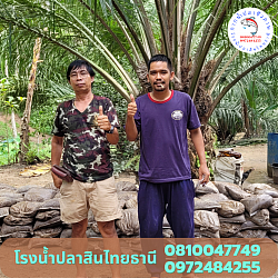 น้องเจ สวนปาล์ม อ.ไชยา จ.สุราษฎร์