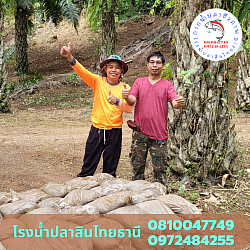 ที่ภักดี สวนปาล์ม อ.พนม จ.สุราษฎร์