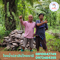 พี่ภีกดี  สวนปาล์ม อ.พนม จ.สุราษฎร์