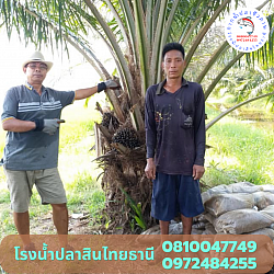 พี่สง่า  อำเภอพิชัย จังหวัดอุตรดิตถ์