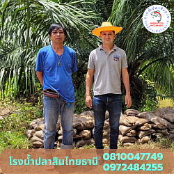 พี่ตู่ สวนปาล์ม ท่าฉาง สุราษฎร์