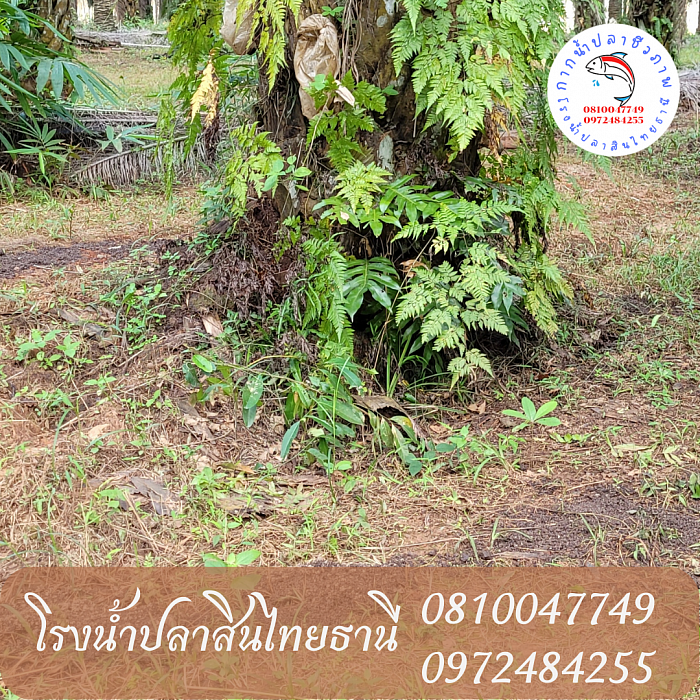 หว่านรอบโคนต้น  1.50  เมตร