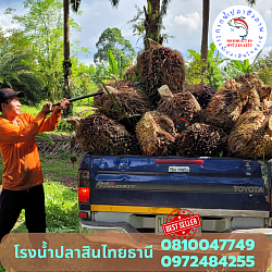 สวนปาล์มพี่ธีระ อ.พนม จ.สุราษฎร์