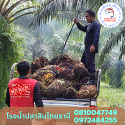 สวนปาล์มพี่หลวงโอ๋ ถ้ำสิงขร อำเภอ คีรีรัฐนิคม สุราษฎร์ธานี