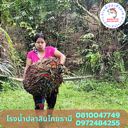 สวนปาล์มพี่อรัส อ.บ้านตาขุน จ.สุราษฏร์