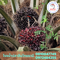 สวนปาล์มน้ำมัน 4 ปี ของพี่วิทย์ อ.เขาชัยสน จ.พัทลุง