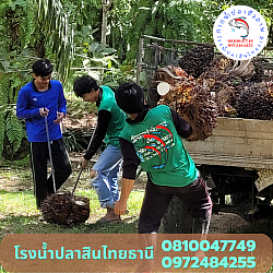สวนปาล์มน้ำมัน พี่แดน อ.คีรีรัฐนิคม จ.สุราษฏร์