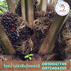 สวนปาล์มน้ำมันอายุ 18 ปี ของ พี่มนต์   อ.พรหมคีรี จ.นครศรีธรรมราช
