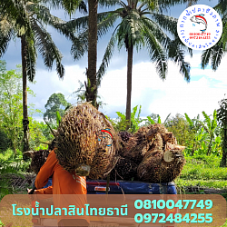 สวนปาล์มน้ำมัน พี่ธีระ อ.พนม จ.สุราษฏร์