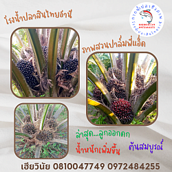 พี่แอ็ค จ.พังงา